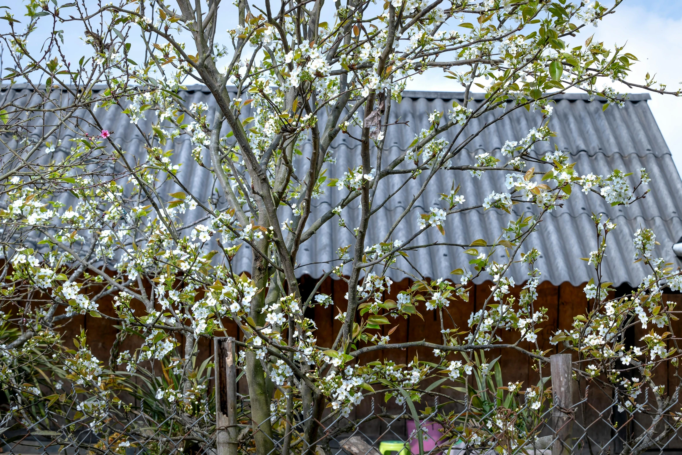 a house behind a chain link fence, with a tree with blossoms on it