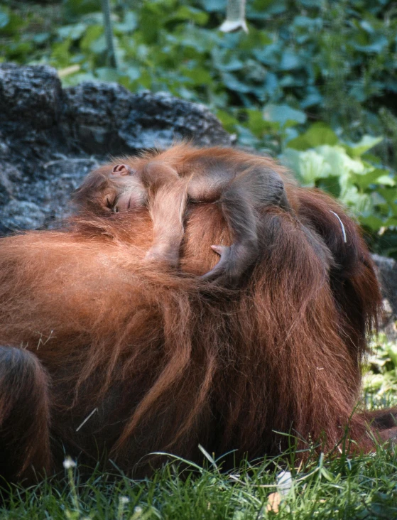 an orangutan with its head on another one while curled up