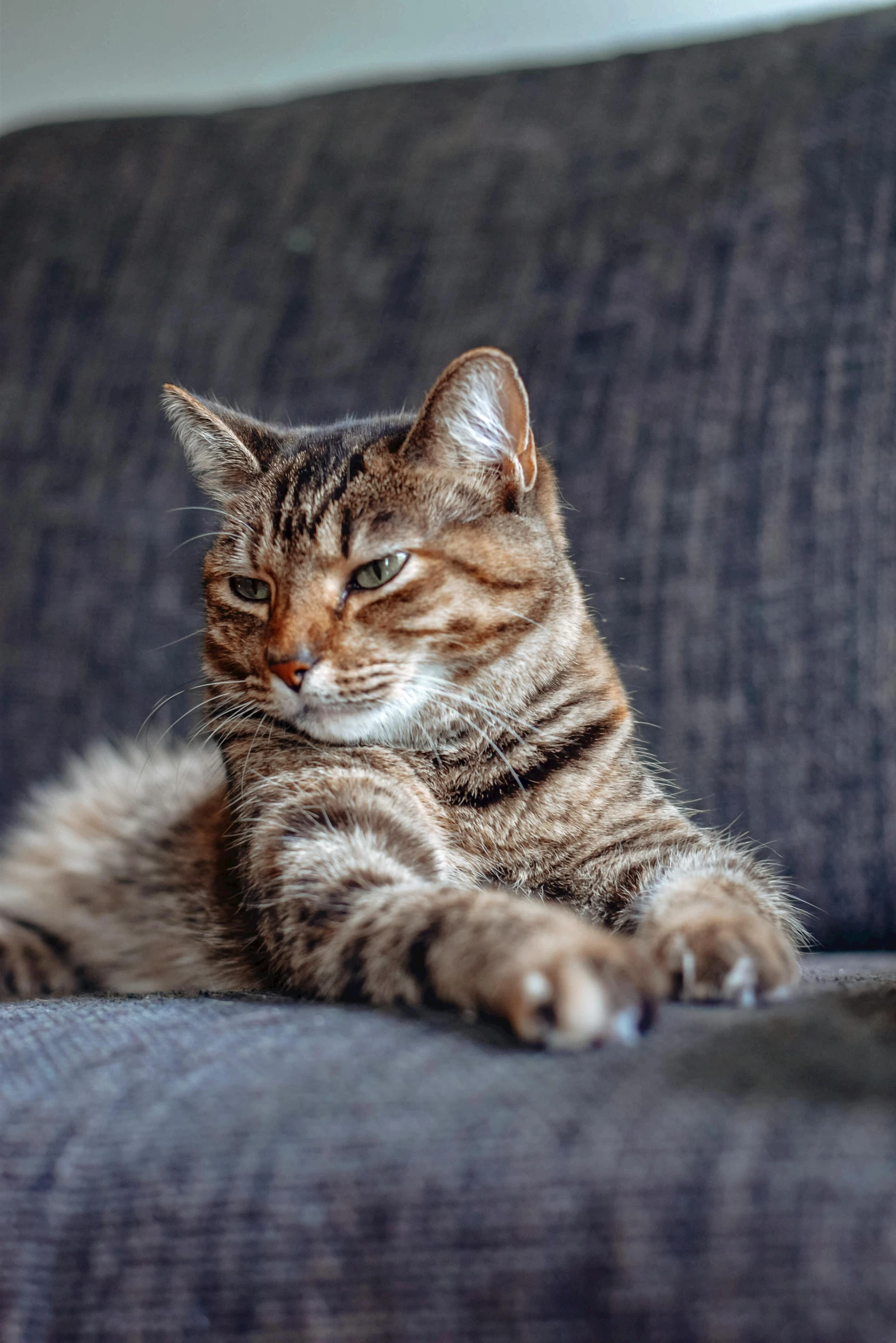 a cat that is laying down on a couch