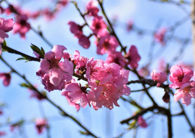 the pink flowers are blooming very well