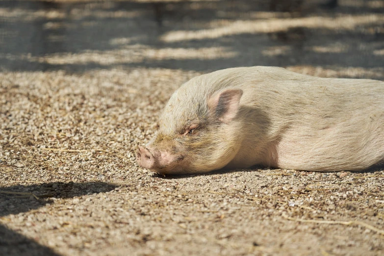 the white pig is sleeping in the brown grass