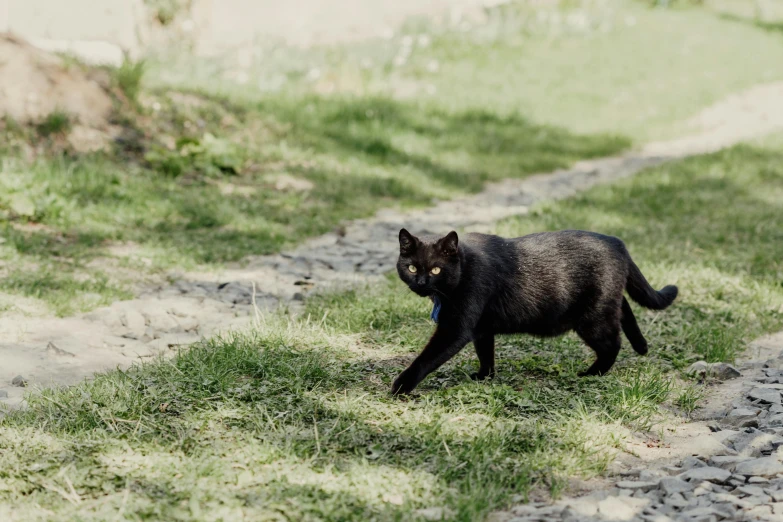 a small black cat walking along a path in the grass