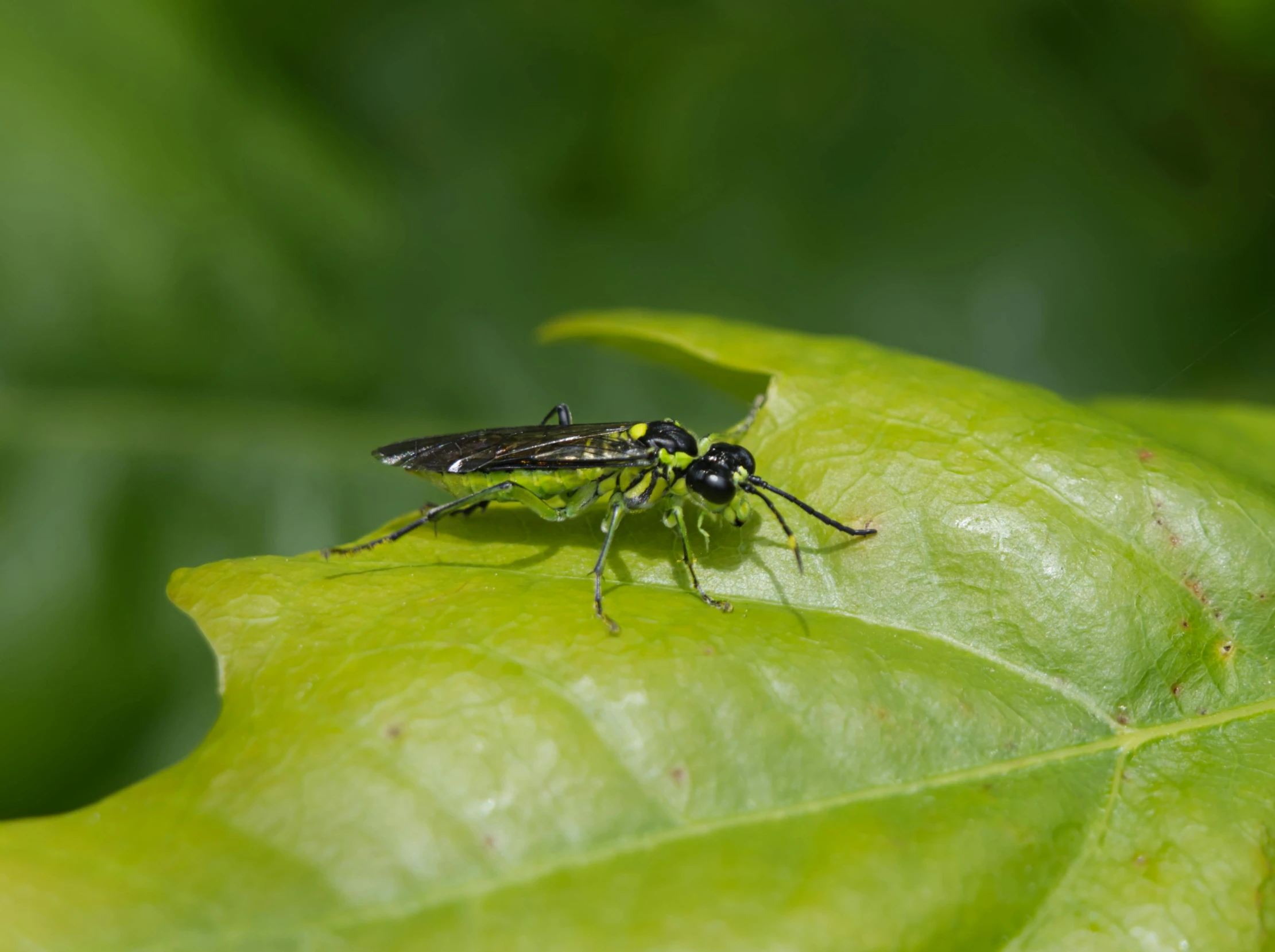 a green and black insect resting on a leaf