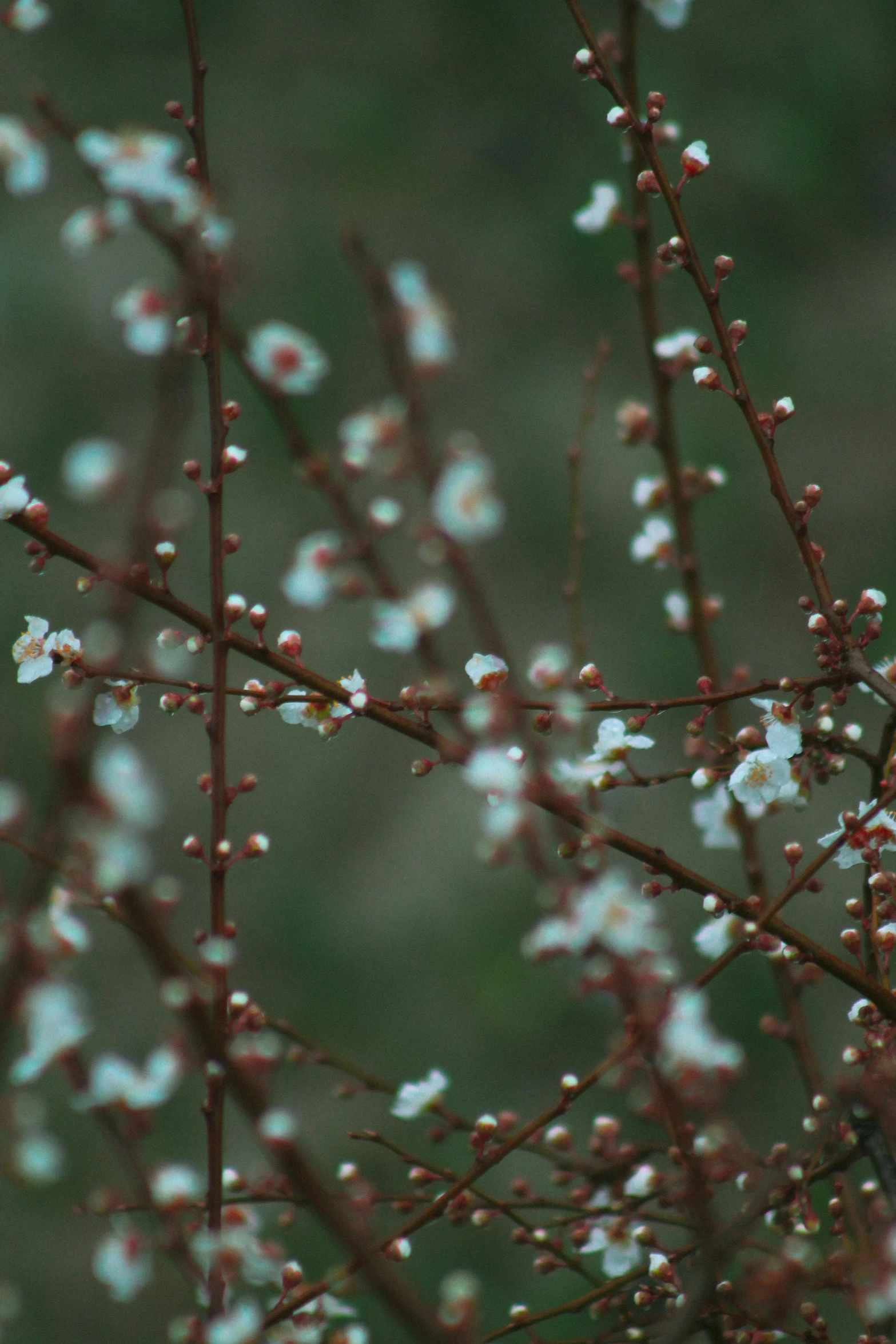 a red bird is sitting on a nch with small flowers