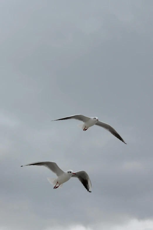 two white birds flying through the cloudy sky