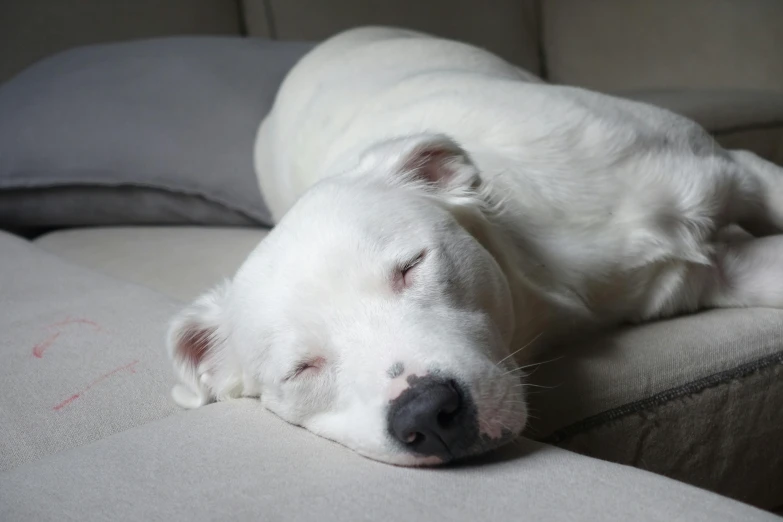 a white dog lying on top of a bed