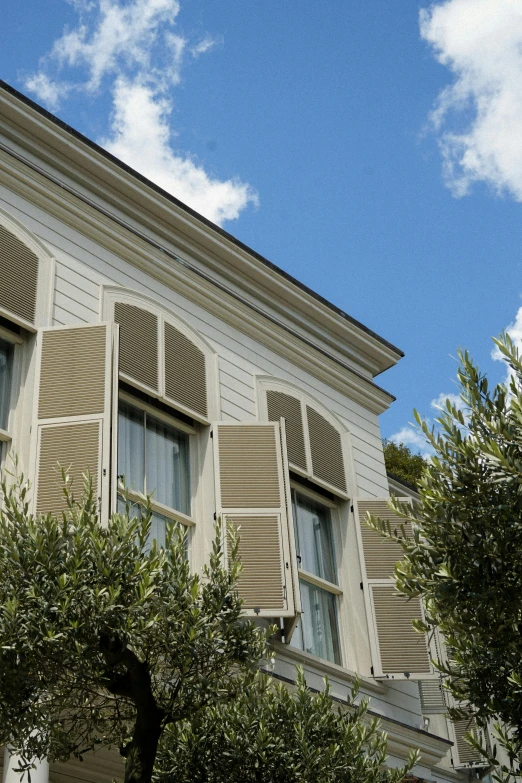 close up of a tree and some windows on a building