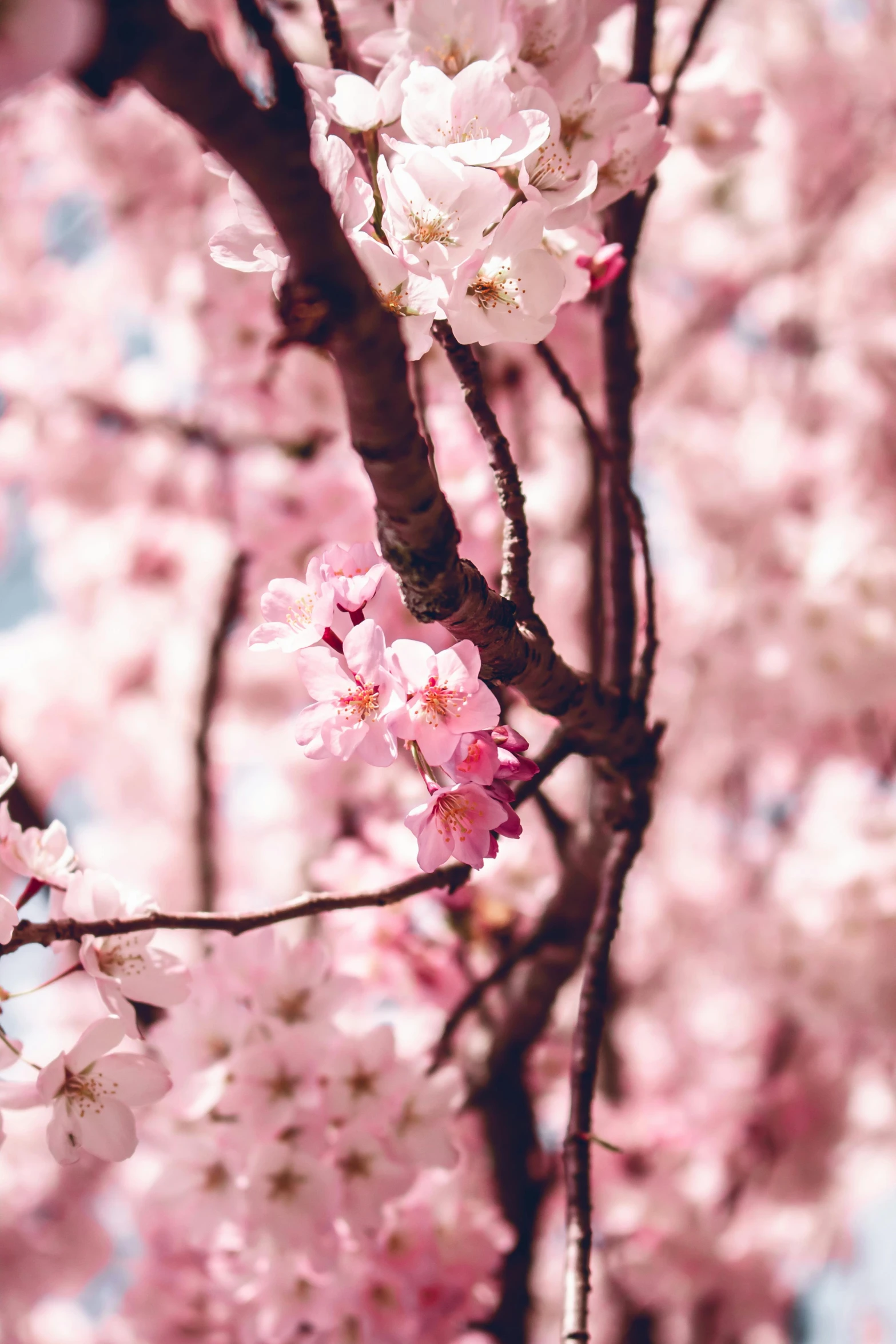 this is an image of a flowering tree