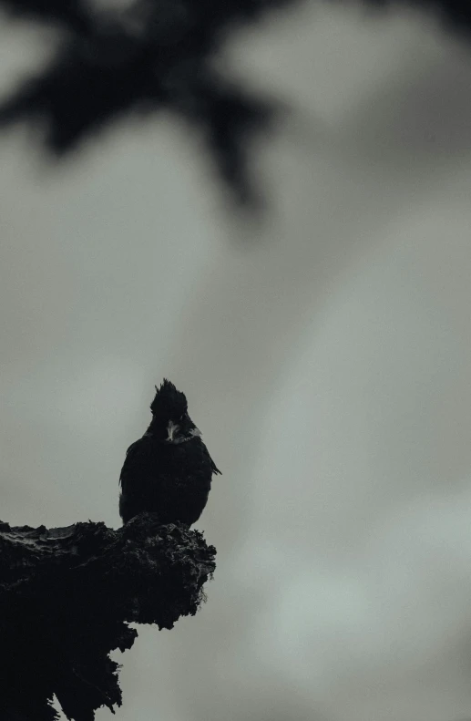 an empty bird sits on top of the tree nch