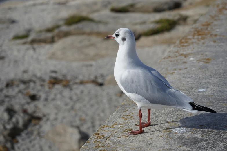 a single seagull stands on a rock ledge