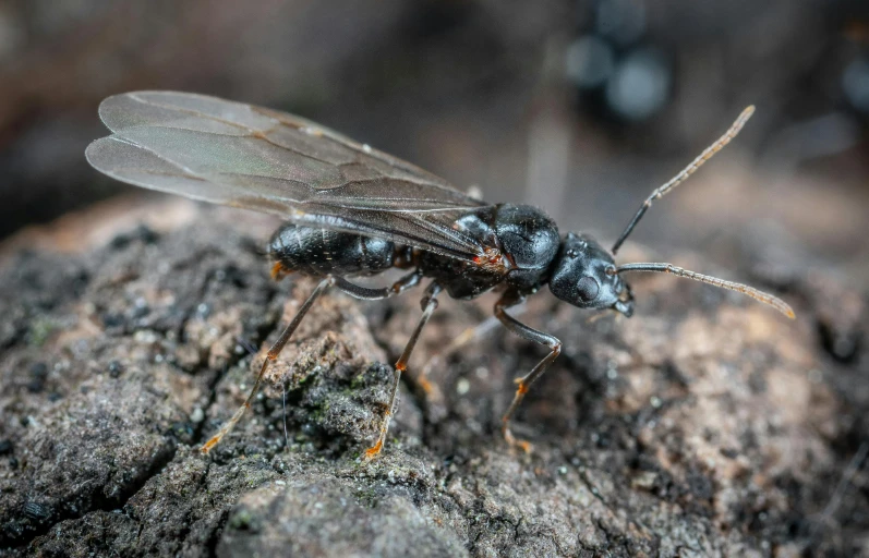 an insect on a rock in the wild