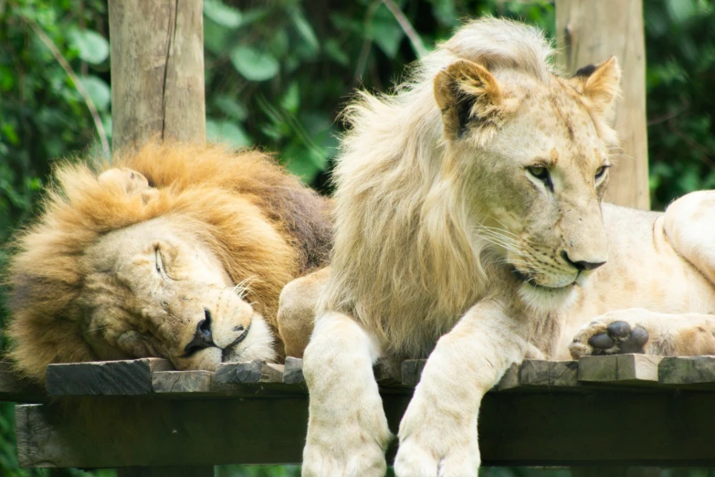 two lions that are laying on a wooden fence