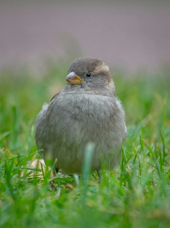 a small bird with an orange beak sits in the grass