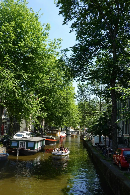 boat traveling on a river passing a row of trees