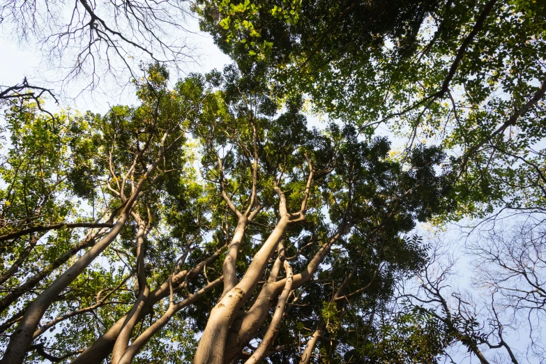 a canopy of tree tops looking up at the sky