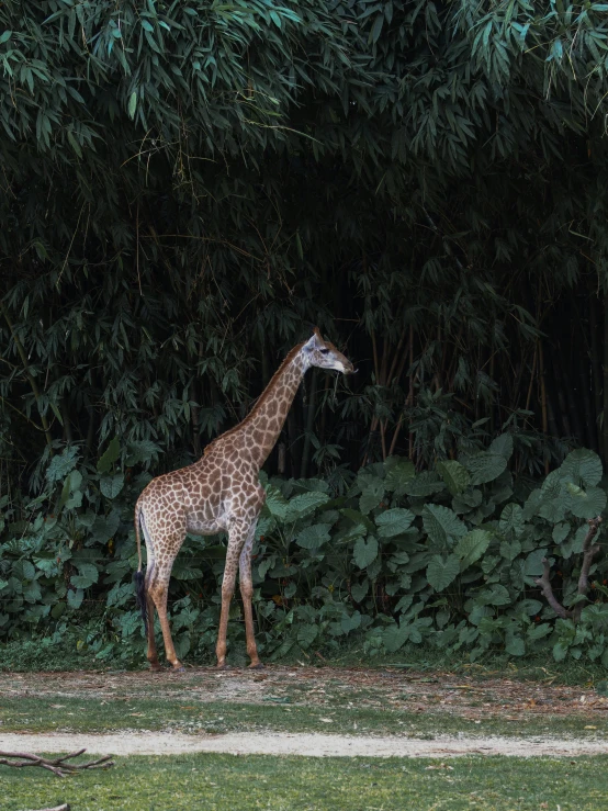 a giraffe standing on top of a lush green field