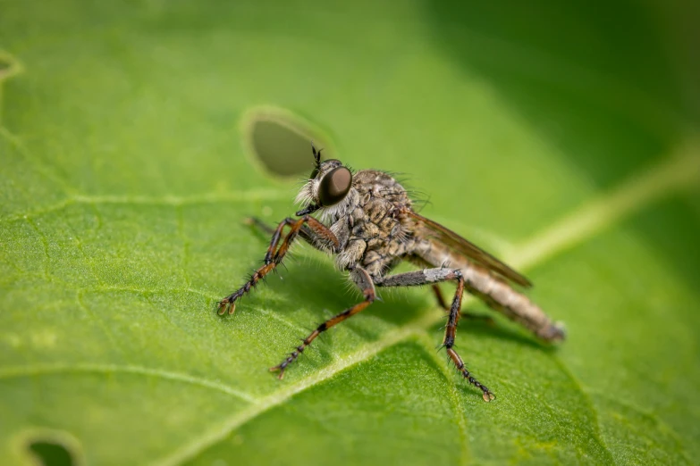 a fly sitting on top of a green leaf