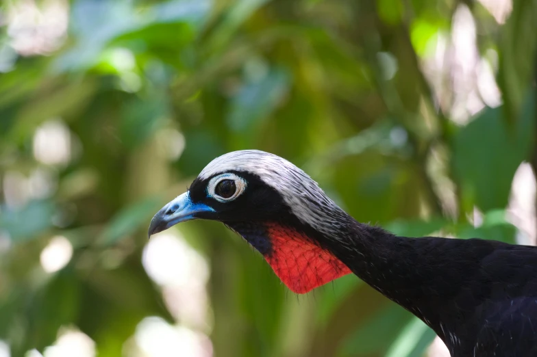 a close up of a colorful bird with trees in the background