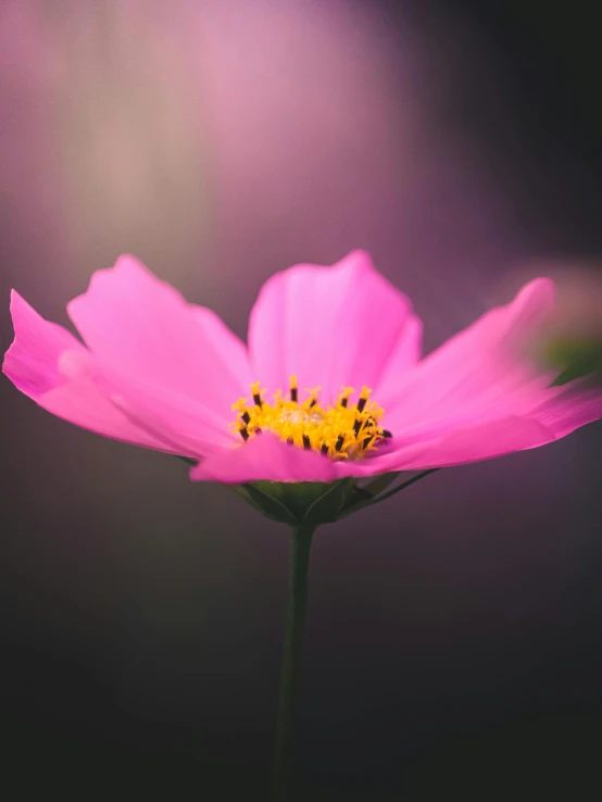 the center of a pink flower with a yellow center