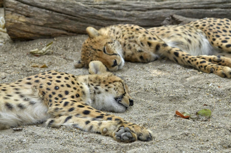 three cheetah laying down on top of sand