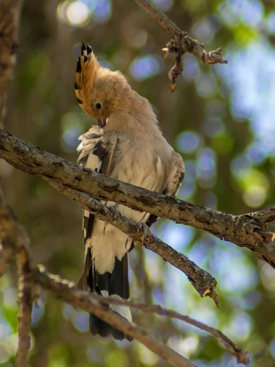 a bird perched on the nch of a tree with leaves