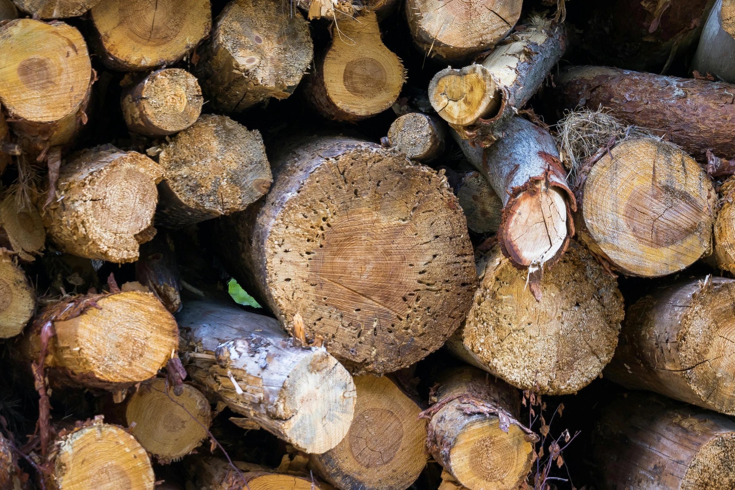 a pile of cut down wooden logs and a plant growing through the middle