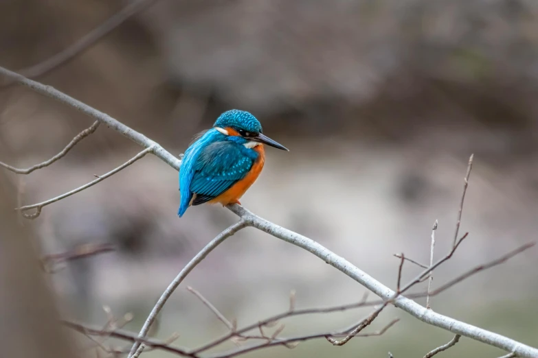 a blue bird sits on top of a nch