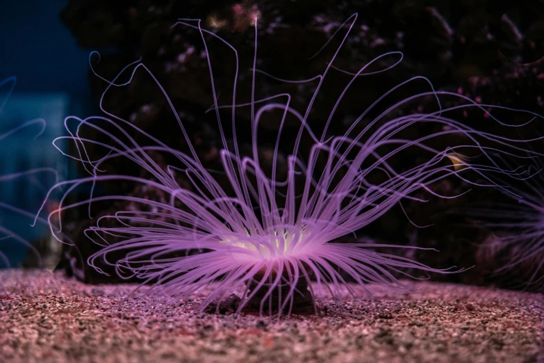 a purple spiky flower is growing from the ground