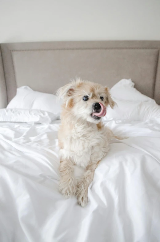 a small dog yawning on top of a bed