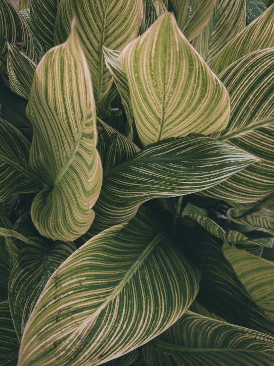 a green plant with large, thin, yellow leaves