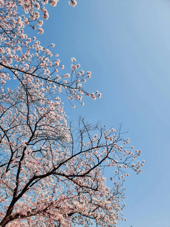 pink blossoms on tree nches with a clear sky background