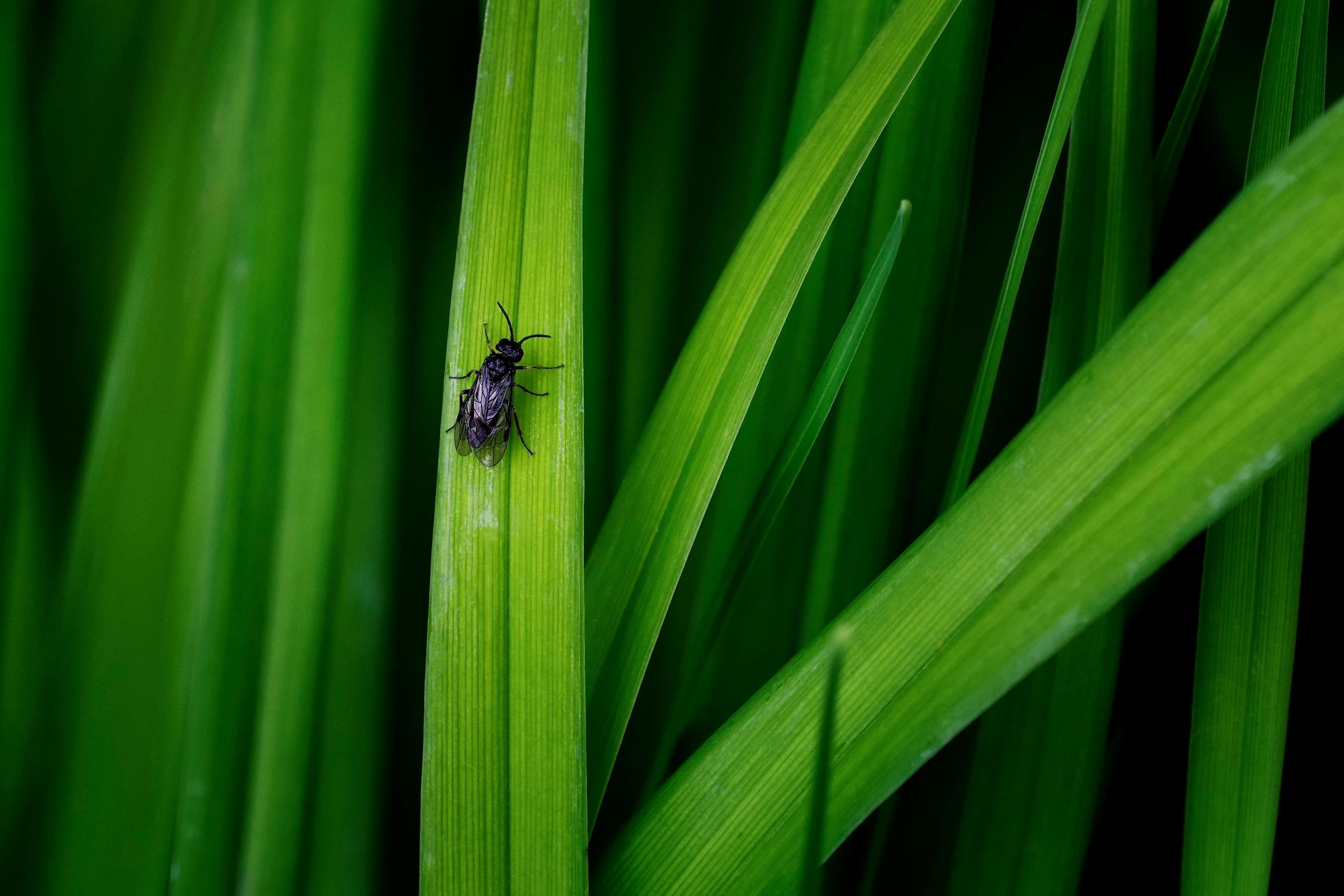 a bug crawling on green stalks in the middle of grass