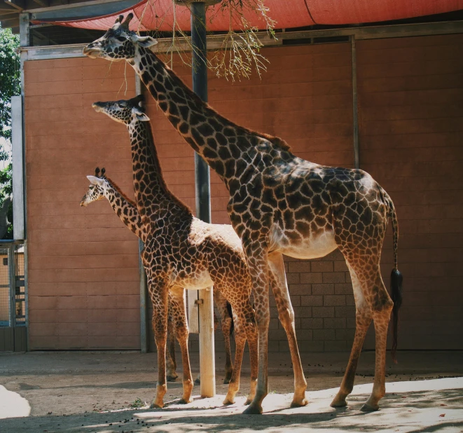 a group of three giraffe standing next to each other