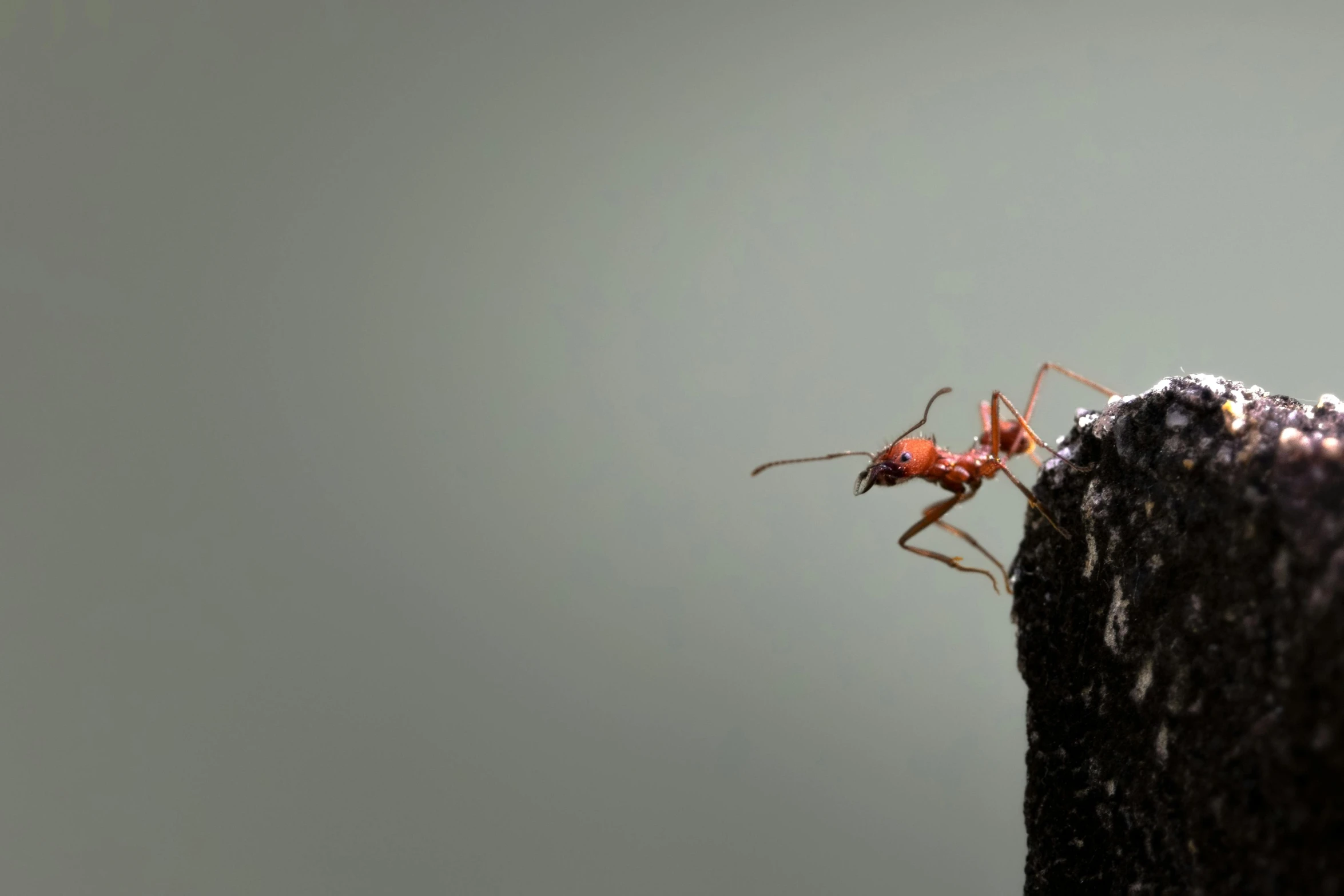 the ant is climbing on top of the pole