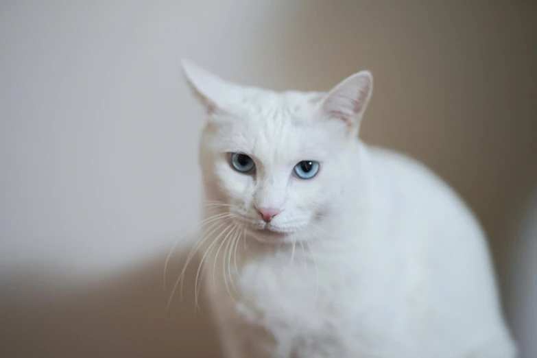 there is a white cat sitting on the counter