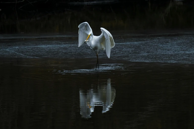 a white bird is standing on a lake