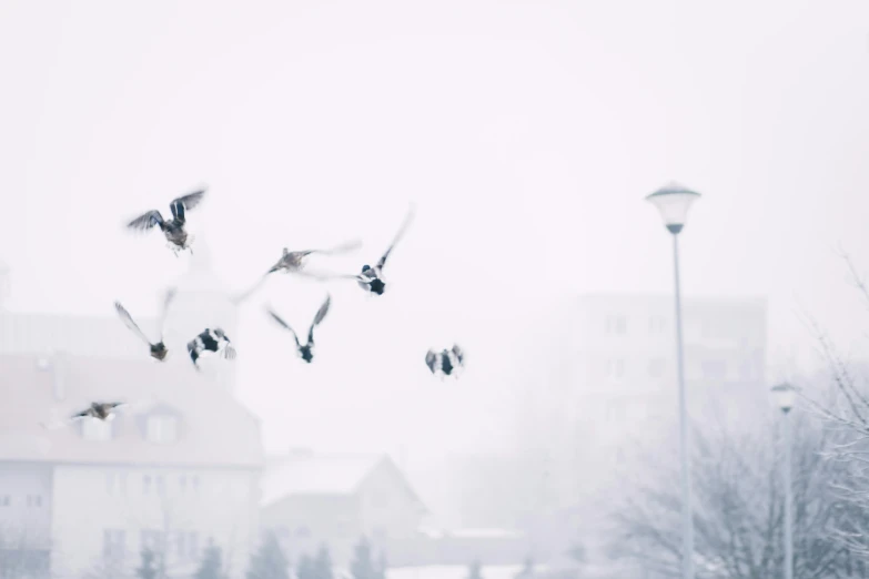 a flock of birds flying through a foggy sky