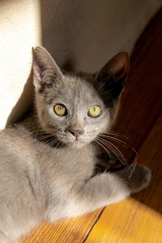 a gray cat is sitting on the floor