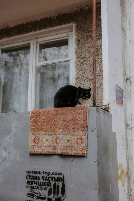 a cat is perched on top of a building