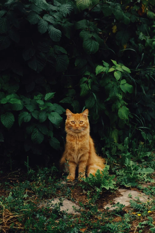 an orange cat sitting next to bushes and shrubbery