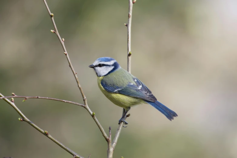 a blue bird is perched on a nch