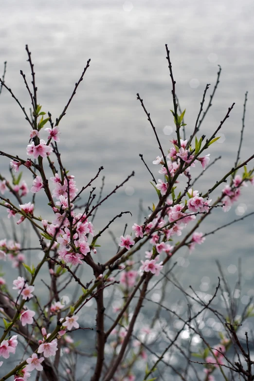 the water is behind the nches of a blooming tree