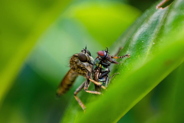 a close up of a fruit fly on a leaf