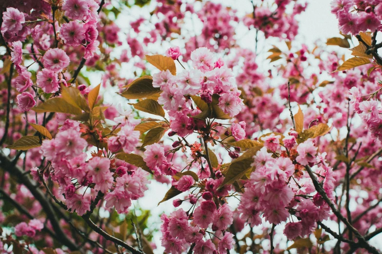 pink blossoms growing on trees under cloudy skies