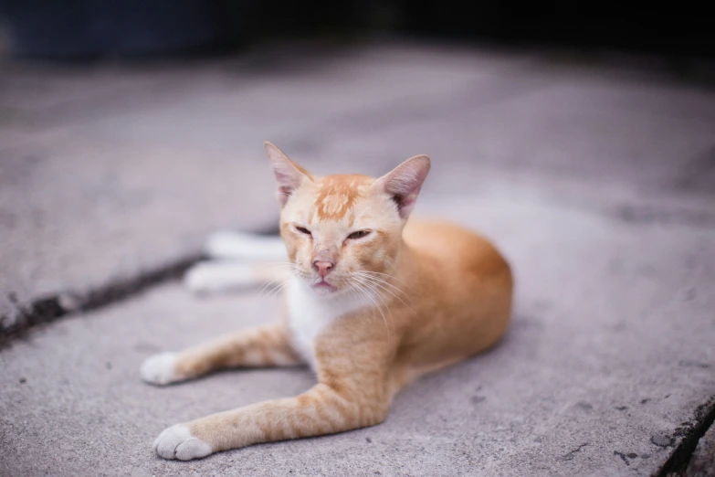 an orange cat sitting on the ground and eyes closed