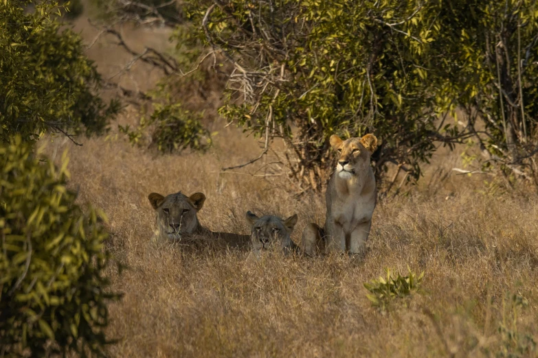 a lion in a field with three cubs