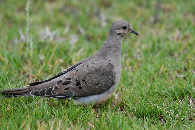 the small bird is perched on the grass