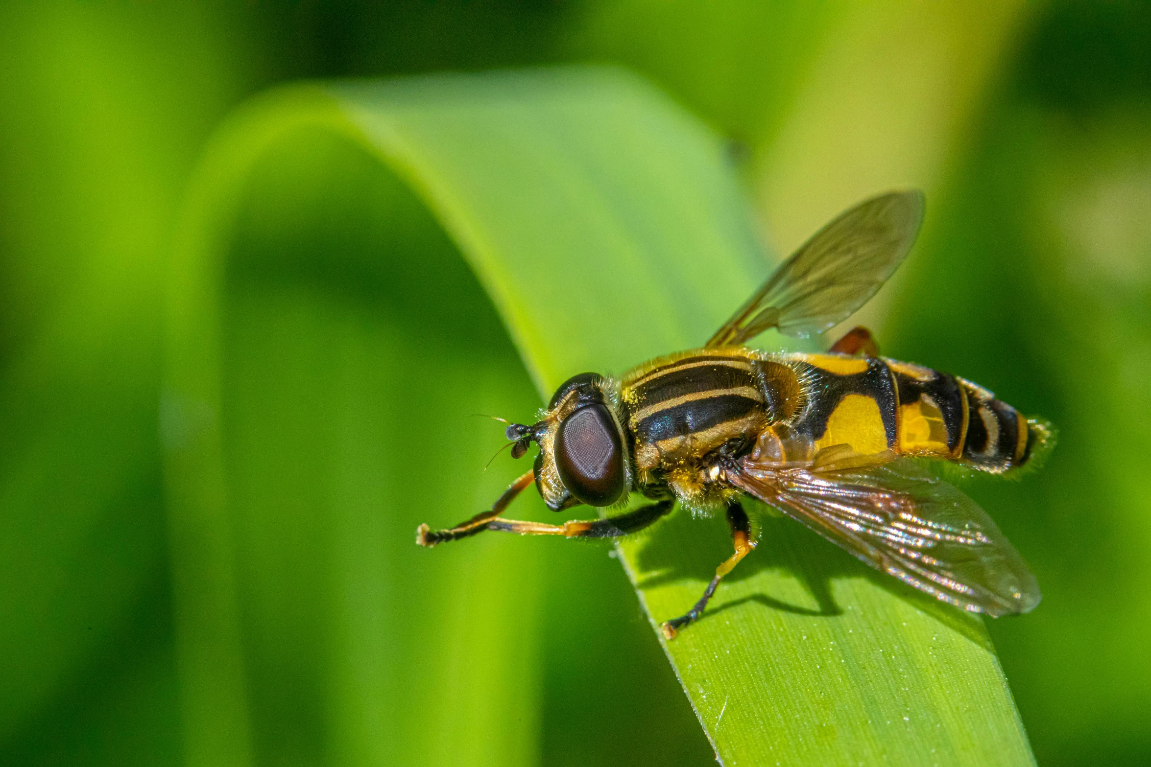 a yellow and black insect on green grass