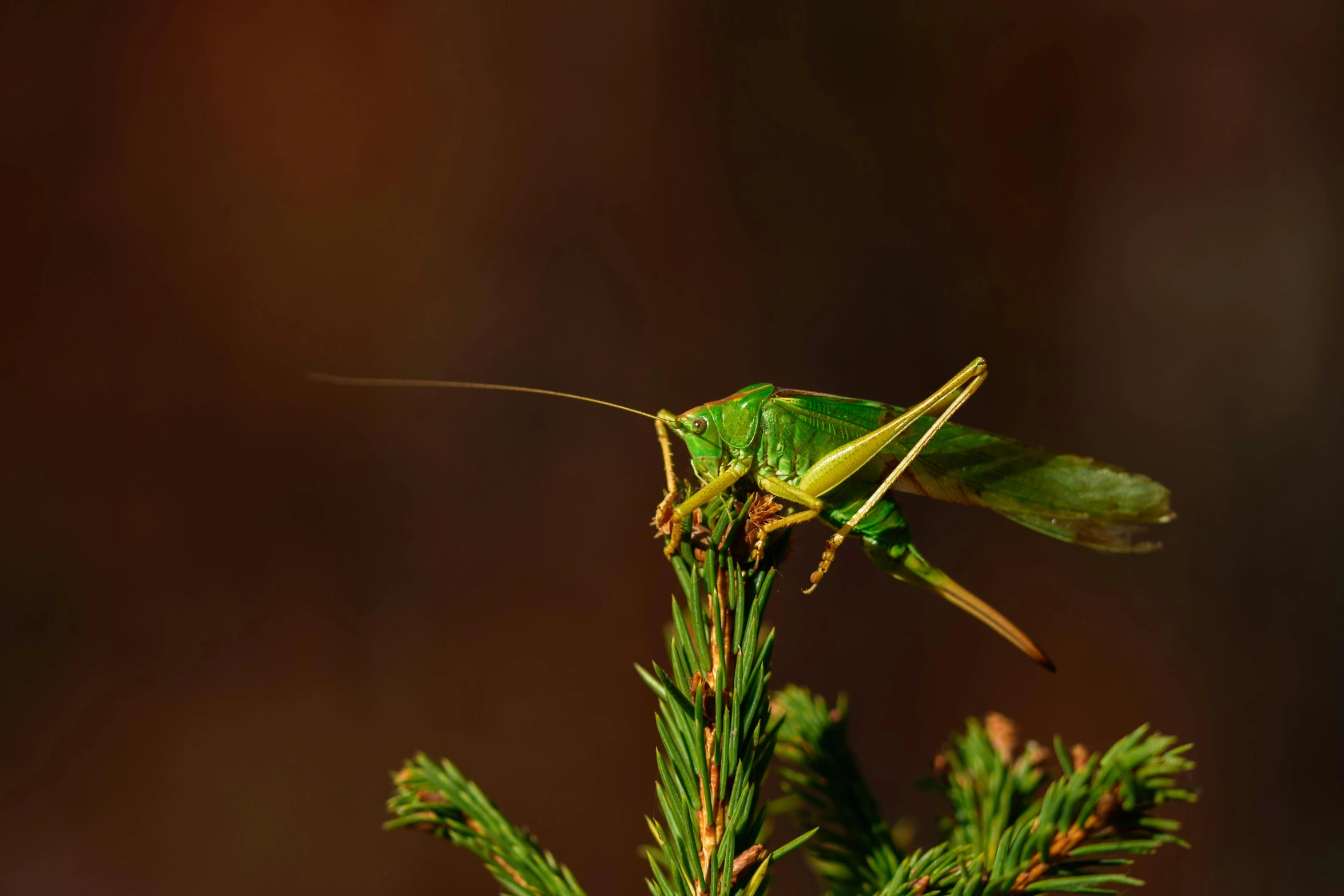 the grasshoppers'head is on top of the green needles