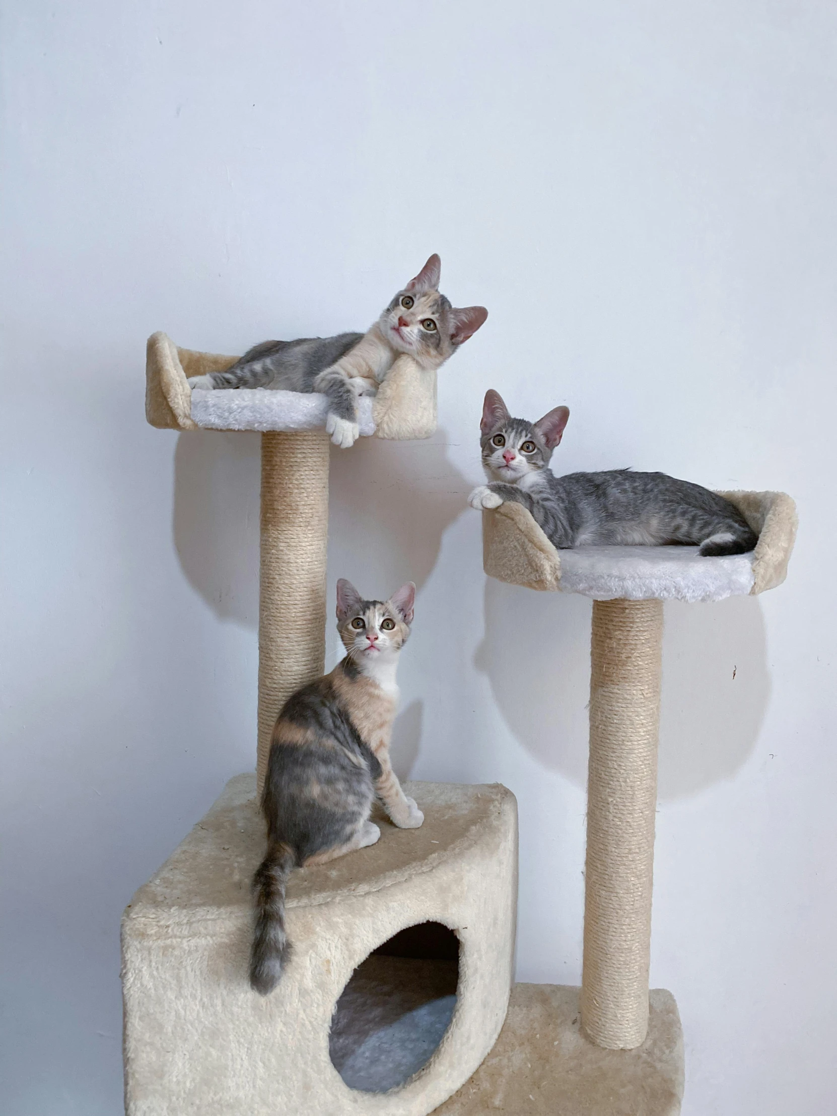 two gray and black kittens are on top of a cat tower